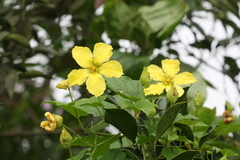 Momordica dioica